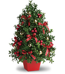 Classic Boxwood Tree from Brennan's Florist and Fine Gifts in Jersey City